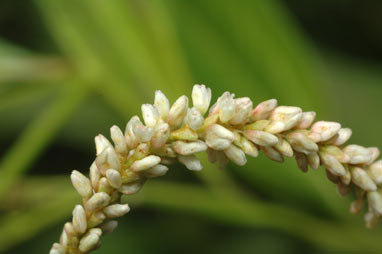 APII jpeg image of Persicaria lapathifolia  © contact APII
