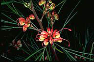 Grevillea johnsonii - click for larger image