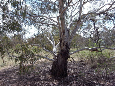APII jpeg image of Eucalyptus rubida subsp. rubida  © contact APII