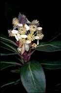 Tasmannia purpurescens - click for larger image