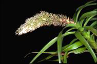 Richea dracophylla - click for larger image
