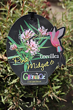 APII jpeg image of Grevillea 'Pink Midget'  © contact APII
