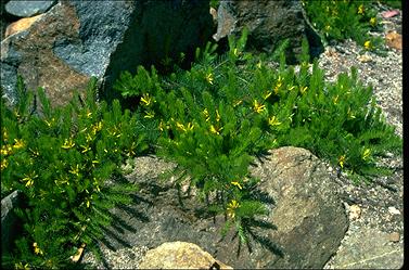 Persoonia chamaepitys plant - ANBG photo a 20669 by Murray Fagg