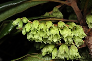 APII jpeg image of Elaeocarpus williamsianus  © contact APII