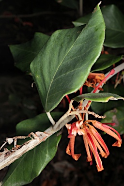 APII jpeg image of Grevillea oxyantha subsp. oxyantha  © contact APII