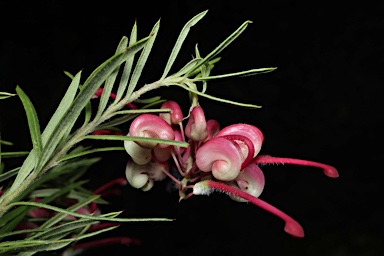 APII jpeg image of Grevillea rosmarinifolia 'Marion'  © contact APII
