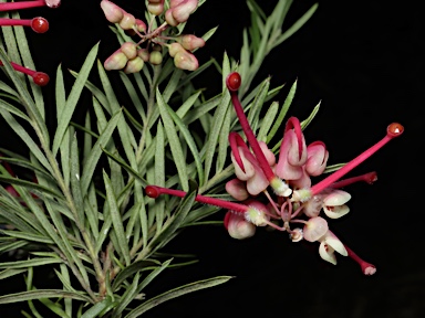APII jpeg image of Grevillea rosmarinifolia 'Marion'  © contact APII