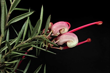 APII jpeg image of Grevillea rosmarinifolia 'Rocky Rolla'  © contact APII