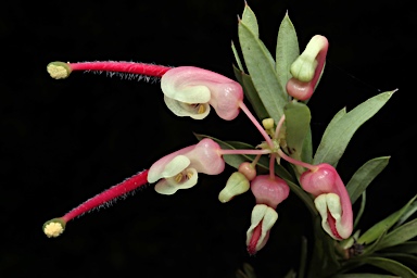 APII jpeg image of Grevillea obtusiflora subsp. obtusiflora  © contact APII