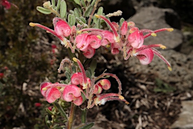 APII jpeg image of Grevillea alpina 'Goldfields Pink'  © contact APII