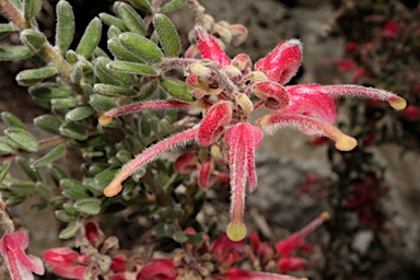 APII jpeg image of Grevillea alpina 'Goldfields Pink'  © contact APII