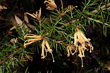 APII jpeg image of Grevillea juniperina subsp. sulphurea  © contact APII