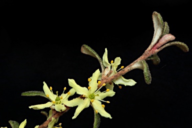 APII jpeg image of Asterolasia buxifolia  © contact APII