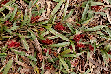 APII jpeg image of Grevillea aspleniifolia 'Hunter Beauty'  © contact APII