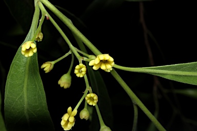 APII jpeg image of Alectryon oleifolius subsp. elongatus  © contact APII