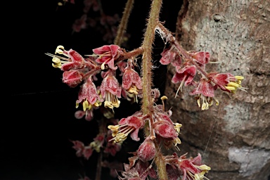 APII jpeg image of Davidsonia pruriens  © contact APII