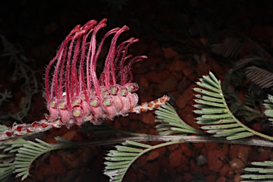 APII jpeg image of Grevillea thyrsoides subsp. pustulata  © contact APII