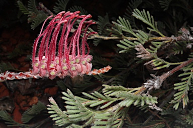 APII jpeg image of Grevillea thyrsoides subsp. pustulata  © contact APII