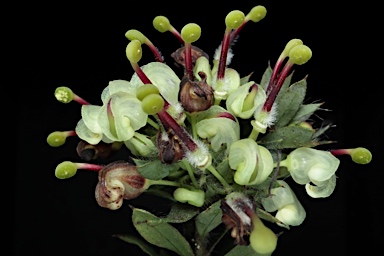 APII jpeg image of Grevillea jephcottii  © contact APII
