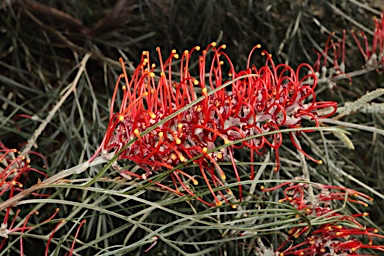 APII jpeg image of Grevillea 'Blood Orange'  © contact APII