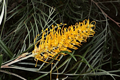 APII jpeg image of Grevillea 'Bush Lemons'  © contact APII