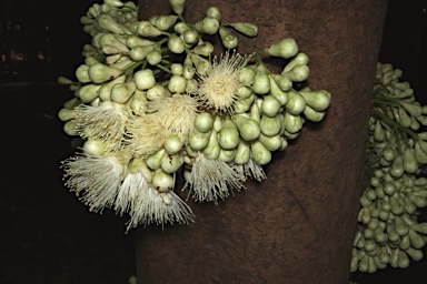 APII jpeg image of Syzygium cormiflorum  © contact APII