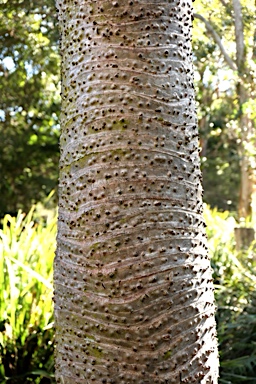 APII jpeg image of Pandanus tectorius  © contact APII