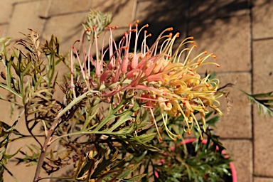 APII jpeg image of Grevillea 'Strawberry Pops'  © contact APII