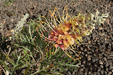 APII jpeg image of Grevillea 'Lemon Baby'  © contact APII