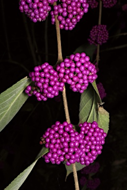 APII jpeg image of Callicarpa pedunculata  © contact APII