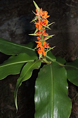 APII jpeg image of Hedychium  © contact APII