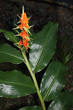 APII jpeg image of Hedychium  © contact APII