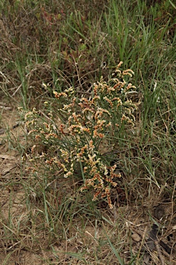 APII jpeg image of Limonium australe  © contact APII