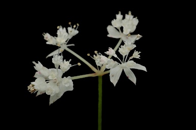 APII jpeg image of Xanthosia atkinsoniana  © contact APII