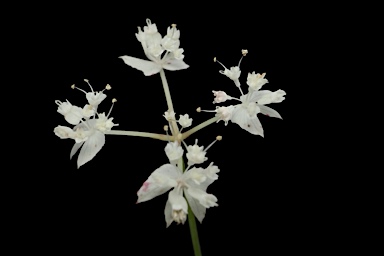 APII jpeg image of Xanthosia atkinsoniana  © contact APII