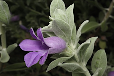 APII jpeg image of Eremophila mackinlayi 'Big John chimera'  © contact APII