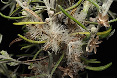 APII jpeg image of Olearia axillaris  © contact APII