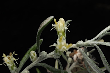 APII jpeg image of Olearia axillaris  © contact APII