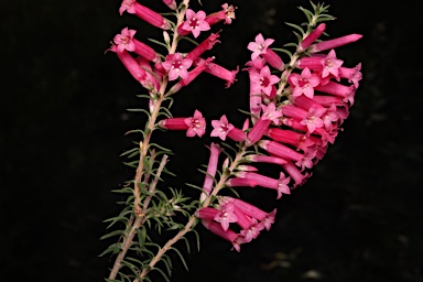 APII jpeg image of Epacris impressa  © contact APII