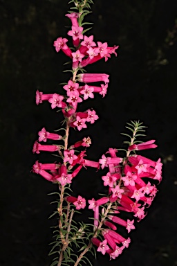 APII jpeg image of Epacris impressa  © contact APII