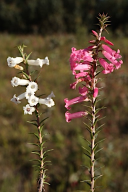 APII jpeg image of Epacris impressa  © contact APII