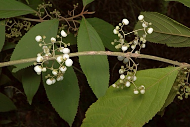 APII jpeg image of Callicarpa longifolia  © contact APII