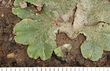 APII jpeg image of Riccia spongiosula  © contact APII