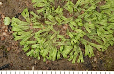 APII jpeg image of Riccia fluitans  © contact APII