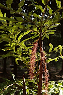 APII jpeg image of Hicksbeachia pinnatifolia  © contact APII