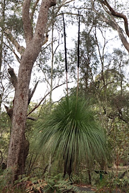 APII jpeg image of Xanthorrhaea johnsonii  © contact APII