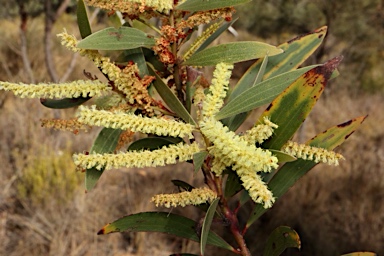 APII jpeg image of Acacia leiocalyx subsp. leiocalyx  © contact APII