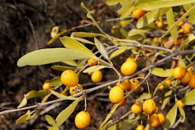 APII jpeg image of Elaeodendron australe var. integrifolium  © contact APII