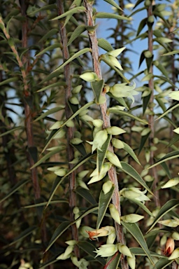 APII jpeg image of Melichrus urceolatus  © contact APII