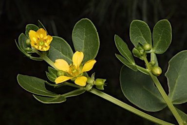 APII jpeg image of Roepera apiculata  © contact APII